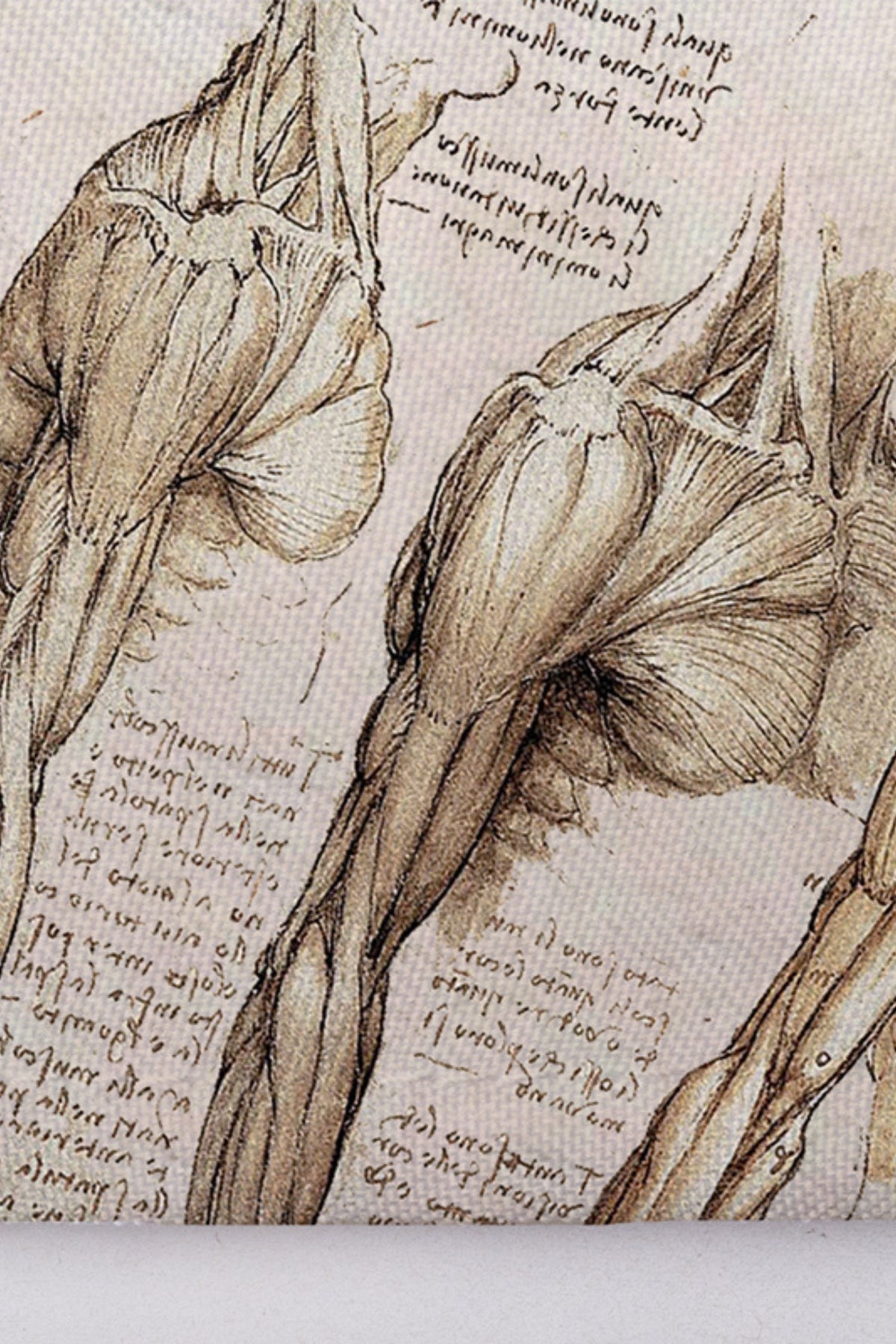 Anatomische schets van menselijke schouderspieren op OK-muts met unieke motieven